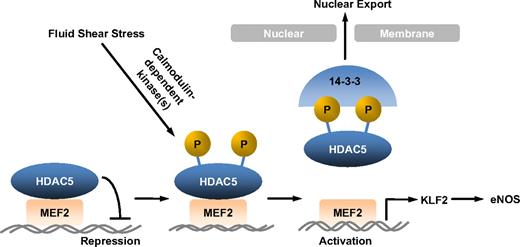 Figure 7. Model for HDAC5 modulated flow-induced KLF2 and eNOS expression. Fluid shear stress stimulates HDAC5 phosphorylation and nuclear export through a Ca2+/calmodulin-dependent pathway, freeing MEF2 to activate KLF2 expression and its downstream gene expression.