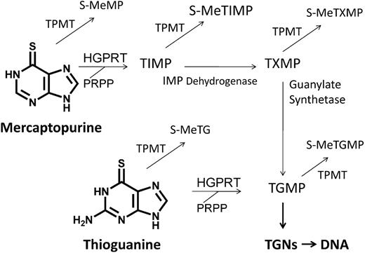 Figure 1. Thiopurine conversion to active nucleotides and methylated compounds. MP is converted to thioguanine nucleotides (TGNs) via 3 enzymatic steps and TG via 1 step. Both MP and TG undergo S-methylation by thiopurine methyltransferase (TPMT) to methyl-mercaptopurine (meMP) and methyl-thioguanine (meTG), respectively. TPMT competes with hypoxanthine-guanine phosphoribosyltransferase (HGPRT), the first enzymatic step in conversion of thiopurines to TGNs. Thioinosine monophosphate (TIMP), thioxanthene monophosphate (TXMP), and thioguanylate (TGMP) are also S-methylated by TPMT. Methyl-6-thioinosine monophosphate (meTIMP), a product of MP but not TG metabolism, is a potent inhibitor of de novo purine synthesis. meTXMP indicates methyl-thioxanthene monophosphate; IMP, inosine monophosphate; and meTGMP, methyl-thioguanylate.