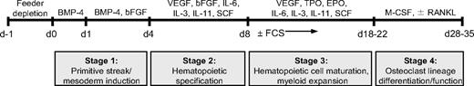 Figure 1. Specification of hematopoietic and osteoclast lineages from human hESCs and hiPSCs. A schematic of the stepwise protocol used for the differentiation of H1, HES2, and MSC-iPS cells to the osteoclast lineage (see “Commitment of hESCs and hiPSCs to the monocyte-macrophage lineage” for details).
