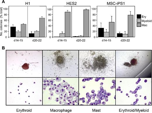 Figure 2. Colony-forming potential of hESCs and hiPSCs. EBs from hESCs (H1, HES2) and hiPSCs (MSC-iPS1) were harvested at the indicated times during hematopoietic cell commitment and myeloid cell expansion and colony forming potential was measured in methylcellulose cultures. (A) Quantification of the number of erythroid (Ery), macrophage (Mac), and myeloid colonies. Erythroid includes both pure erythroid colonies (> 90%) and mixed erythroid/myeloid colonies (< 10%). The majority of the myeloid colonies are mast cell colonies. Data represent the mean ± SEM of 6 to 8 cultures from 3 independent experiments. Values are presented as a percentage of total colonies, to demonstrate the emergence of macrophage progenitors with time during EB differentiation. We typically observe between 320 and 850 total colonies per 5 × 104 cells at 2 weeks for all 3 cell lines, which increases to 490 to 1475 colonies per 5 × 104 cells by 3 weeks. (B) Representative photographs of typical H1-derived colonies and cells within colonies after cytospin preparations. Images were acquired with a Zeiss Axioskop2 plus microscope using plan-Neofluar objectives and an Axiocam camera.