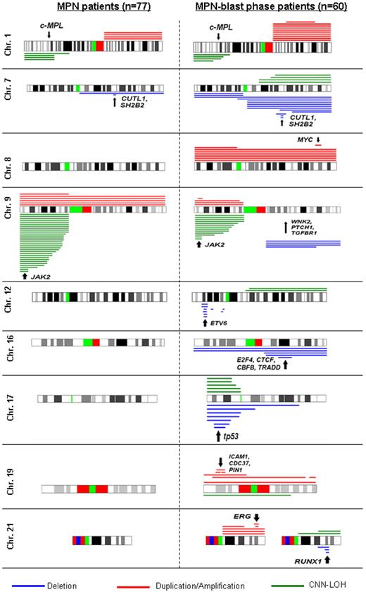 Figure 4. Overview of gains and losses detected by CNAG software. Indicated are the most common altered regions in unmatched MPN-blast phase patients (n = 60; right-sided cytobands) compared with unmatched MPN patients (n = 77; left-sided cytobands). Each line represents 1 sample with either deletion (blue), duplication/amplification (red), or CNN-LOH (green). Candidate genes of the minimal altered regions are highlighted by arrows.
