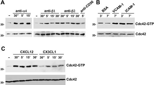 Figure 2. Integrin or chemokine receptor engagement on human NK cells results in Cdc42 activation. Human NK cells were left untreated (−) or stimulated with GAM cross-linked anti-α4 (HP2/1), anti-β1 (TS2/16), anti-β2 (TS1/18), or anti-CD56 (C218) mAb (A) or with VCAM-1–, ICAM-1– or BSA-coated beads (B) or with CXCL12/SDF-1 or CX3CL1/fractalkine (C) for the indicated time periods at 37°C. Cell lysates were incubated with GST-PAK fusion protein, and bound active GTP-Cdc42 molecules were evaluated by Western blotting with anti-Cdc42 mAb (top). Cell lysates probed for total Cdc42 are shown as loading control (bottom). Sizes are indicated in kilodaltons. These results represent 1 of 3 independent experiments.