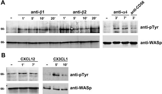 Figure 3. Integrin or chemokine receptor engagement on human NK cells enhances WASp tyrosine phosphorylation status. Human NK cells were left untreated (-) or incubated with GAM cross-linked anti-β1 (TS2/16), anti-β2 (TS1/18), anti-α4 (HP2/1), or anti-CD56 (C218) mAb (A) or stimulated with CXCL12/SDF-1, CX3CL1/fractalkine (B) for the indicated time periods at 37°C. Cell lysates were then immunoprecipitated with anti-WASp mAb. The resulting immunocomplexes were resolved by 7.5% sodium dodecyl sulfate–polyacrylamide gel electrophoresis, transferred to nitrocellulose, and sequentially immunoblotted with anti-pTyr mAb (top) and anti-WASp antiserum (bottom). Sizes are indicated in kilodaltons. These results represent 1 of 3 independent experiments.
