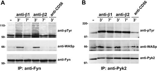 Figure 4. β1 or β2 integrin ligation on human NK cells enhances WASp association with Pyk2 and Fyn tyrosine kinases. Human NK cells were left untreated (−) or stimulated with GAM cross-linked anti-β1 (TS2/16), anti-β2 (TS1/18), or anti-CD56 (C218) mAb for the indicated time periods at 37°C. Cell lysates were then immunoprecipitated with anti-Fyn (A) or with anti-Pyk2 mAb (B). The resulting immunocomplexes were resolved by 7.5% sodium dodecyl sulfate–polyacrylamide gel electrophoresis, transferred to nitrocellulose, and sequentially immunoblotted with anti-pTyr mAb (top), anti-WASp antiserum (middle), anti-Fyn antiserum, or anti-Pyk2 mAb as loading controls (bottom). Sizes are indicated in kilodaltons. These results represent 1 of 3 independent experiments.