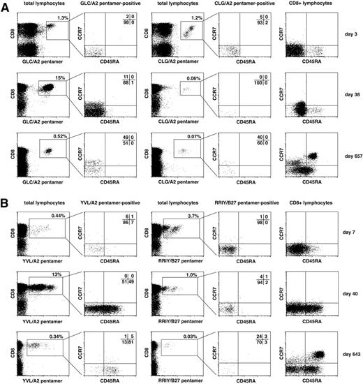 Figure 7. Evolution of memory phenotypes of EBV-specific T cells after T-cell transfer. Peripheral blood cells from patient 1 (A) and patient 2 (B) were costained with HLA/peptide pentamer and monoclonal antibodies for CD8, CCR7, and CD45RA. CD8+ pentamer+ cells were gated as shown and analyzed for their expression of memory differentiation markers CCR7 and CD45RA. For each patient, T cells specific for 1 exemplary lytic cycle epitope (GLC or YVL, respectively) and for 1 exemplary latent antigen–derived epitope (CLG or RRIY) are shown. Expression pattern of CCR7 and CD45RA on total CD8+ T cells is shown in the rightmost column. Analyses of T cells from an early, an intermediate, and a late time point after T-cell transfer are shown.