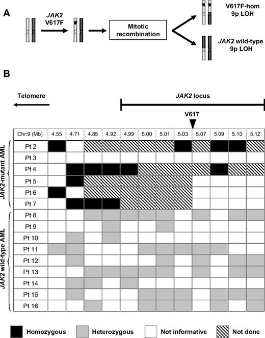 Figure 1. Reversion to wild-type is not a common mechanism of progression from a JAK2-mutant myeloproliferative neoplasm to a JAK2 wild-type leukemia. (A) Mitotic recombination in a JAK2 V617F-heterozygous cell gives rise to both V617F-homozygous and JAK2 wild-type daughter cells, both of which harbor LOH for chromosome 9p. (B) Summary of SNP analysis in patients evolving to acute leukemia after a JAK2-mutant MPN, showing SNP locations relative to the JAK2 locus and genotyping results, whereas all informative JAK2 V617F-homozygous leukemias showed LOH close to JAK2, this was not observed in any of 9 JAK2 wild-type leukemias. Patient 1 is not included in this analysis because leukemic blasts were heterozygous for the JAK2 V617F mutation. SNP indicates single nucleotide polymorphism; hom, homozygous; and LOH, loss of heterozygosity.