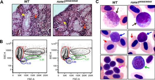 Figure 1. Hematopoiesis with multilineage potential in the kidney and blood of adult runx1W84X/W84X zebrafish. (A) Histologic sections of kidneys from WT and runx1W84X/W84X zebrafish. Red arrows indicate hematopoietic cells; and yellow arrows, kidney tubules. The pictures are representative of kidneys from 10 each of the WT and runx1W84X/W84X fish (original magnification ×400). (B) Flow cytometric analysis of kidney cells. FSC-A indicates forward scatter; and SSC-A, side scatter. Cell populations labeled with red circles are erythroid, blue for lymphoid, green for progenitors, and brown for myeloid. The numbers next to the circles indicate percentages for each cell population. The panels are representative of kidneys from 3 each of WT and runx1W84X/W84X fish. (C) Peripheral blood cells in the WT and runx1W84X/W84X zebrafish. Red arrows indicate erythrocytes; brown arrows, monocytes; blue arrows, lymphocytes; purple arrow, thrombocytes; green arrow, progenitor cell. Original magnifications ×100.