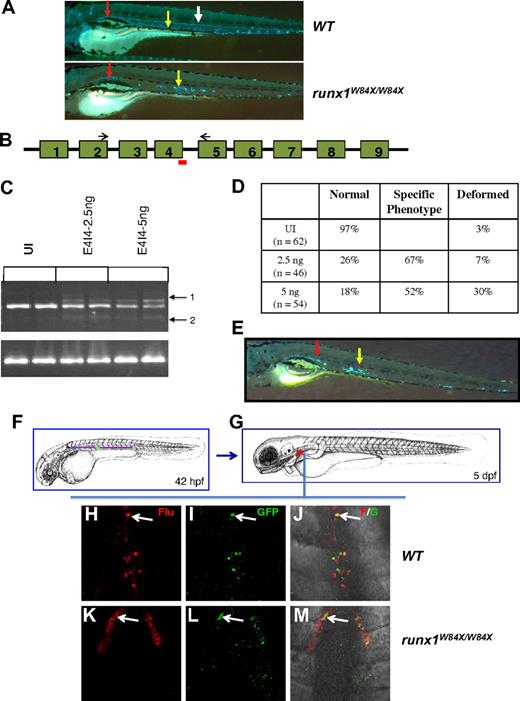 Figure 2. cd41-GFPlow cells in the AGM and kidney regions of runx1W84X/W84X and E4I4-MO–injected embryos. (A) cd41-GFP+ cells in the WT and runx1W84X/W84X larvae at 6 days after fertilization. The red and yellow arrows indicate stationary cd41-GFP+ cells in the pronephric duct and the AGM, respectively; and white arrow, cd41-GFP+ cells in circulation in the WT larva. (B-E) E4I4-MO data showing that the phenotype of the morphants is similar to that of the runx1W84X/W84X larvae at 6 days after fertilization. (B) Schematic of the genomic organization of the runx1 gene: rectangles represent exons 1 to 9; lines connecting the exons (not to scale), introns; red line, E4I4-MO; and black arrows, RT-PCR primers. (C) RT-PCR with runx1 primers (top panel) and β-actin primers (bottom panel) from 2 embryos of each of the following groups: uninjected (UI), E4I4-2.5 ng injected, and E4I4-5 ng injected. (D) Table showing the number of injected embryos with different phenotypes at 2.5-ng and 5-ng doses of E4I4-MO. (E) cd41-GFP+ cells in the AGM (yellow arrow) and pronephric duct (red arrow) in the 2.5-ng injected morphant embryo at 6 days after fertilization (A,E: original magnifications ×50). (F-G) Lineage tracing showing colocalization of uncaged fluorescence and cd41-GFP in the same cells in the pronephros. (F) Schematic view of embryos 42 hours after fertilization, indicating the uncaged position of cd41-GFP+ cells in the ventral to dorsal aorta region (VDA), marked by a green cross. (G) Schematic view of embryos 5 days after fertilization, showing the pronephros region (marked red), which were imaged in panels H to M. (H-J) Double staining of flu (H), cd41:GFP (I), and merged view (J) of pronephros in WT embryos. (K-M) Double staining of flu (K), cd41:GFP (L), and merged view (M) of pronephros in runx1W84X/W84X embryos. Arrows indicate flu, cd41:GFP costained cells. Flu indicates antiflu antibody detected using TSA-cy3 as substrate; and GFP, goat anti-GFP antibody as primary and anti–goat Alexa 488 antibody a secondary. The numbers of uncaged embryos exhibiting kidney signals were 3 of 12 and 8 of 12 for runx1W84X/W84X and WT embryos, respectively; on average, there were 2 signals in each runx1W84X/W84X embryo and 5 signals in each WT embryo. The GFP expression intensity in the runx1W84X/W84X embryos seemed to be lower than that in the WT embryos, which may reflect a distinct cd41-GFP+ population that were formed or maintained in the presence of a truncated runx1.