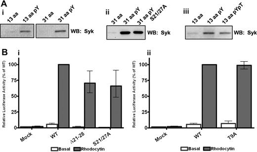 Figure 2. YxxL is essential for Syk association and signaling through CLEC-2. (A) Washed platelets (5 × 108/mL) were lysed with 2 times NP40 lysis buffer, precleared, and interacting proteins precipitated with the addition of 10 μg of the relevant biotinylated CLEC-2 peptide. Precipitated proteins were separated by SDS-PAGE and Western blotted for the presence of Syk. (B) DT40 cells were transfected with 10 μg/mL of the stated CLEC-2 construct and an NFAT-luciferase reporter plasmid. Transfected cells were stimulated with 50nM rhodocytin for 6 hours at 37°C, and then the luciferase activity was measured as an index of signaling. Results were normalized for transfection efficiency and plotted as a percentage of the wild-type response. Error bars represent the geometric mean ± SE of 3 to 6 separate experiments.