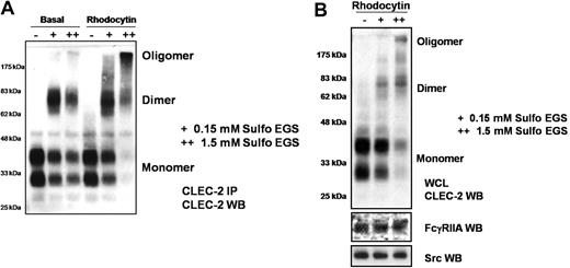 Figure 4. CLEC-2 oligomers are present on the platelet surface. Washed platelets (5 × 108/mL) under basal or rhodocytin-stimulated (100nM) conditions had their surface proteins cross-linked with the addition of 0.15mM or 1.5mM Sulfo-EGS cross-linking reagent, with a linker length of 1.6 nm (16 Å). The cross-linking reaction was subsequently blocked, and then the platelets were lysed with 2× NP40 lysis buffer. (A) Lysates were precleared with protein G-Sepharose and then immunoprecipitated with α-CLEC-2 antibody and protein G-Sepharose. Precipitated proteins were separated by reducing SDS-PAGE and Western blotted for CLEC-2. (B) Lysates were separated by reducing SDS-PAGE and Western blotted for CLEC-2, FcγRIIA, and Src. The results are representative of 3 experiments.