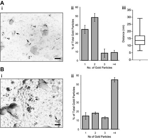 Figure 5. Electron microscopy and immunogold staining of CLEC-2 on resting and rhodocytin-stimulated mouse platelets. (Ai,Bi) Electron micrograph showing α-CLEC2 immunostaining. The majority of CLEC-2 immunogold labeling can be found within a pair (solid arrows) or alone (open arrowheads) under basal conditions (A) or as larger clusters after rhodocytin stimulation and rhodocytin immunogold labeling (B). Scale bar represents 50 nm. (Aii,Bii) Quantification of the CLEC-2 immunogold labeling distribution under basal (A) or rhodocytin-stimulated (B) conditions. The distribution of CLEC-2 immunogold labeling is depicted as a histogram. Data represent the mean plus or minus SD (n = 5). (Aiii) Quantification of the distance between CLEC-2 immunogold-labeled pairs. The intercenter distance between the gold particles within pairs was measured using ImageJ (n = 100) and presented as a box-and-whisker plot. Solid horizontal line shows the median for the data, the top of the box the 25th percentile, the bottom the 75th percentile, and the additional lines the range of the data.