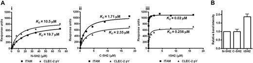 Figure 6. Surface plasmon resonance measurements and quantitative Western blotting of the CLEC-2-Syk SH2 interaction. (A) Biotinylated CLEC-2 and FcRγ chain peptides were bound to streptavidin-coated biosensor chip surfaces. The N-SH2, C-SH2, or the tandem SH2 domains of Syk were purified and flowed over the chip at a range of concentrations. Nonlinear regression was used to analyze the data and calculate KD values. The results are representative of 3 experiments. (B) GST-tagged Syk SH2 domain proteins were incubated with a 50-fold excess of biotinylated phospho-CLEC-2 peptide and precipitated with glutathione-agarose beads. The precipitated proteins were dot-blotted, and the amount of associated CLEC-2 was measured using HRP-streptavidin and densitometric analysis. The result is representative of 4 experiments.