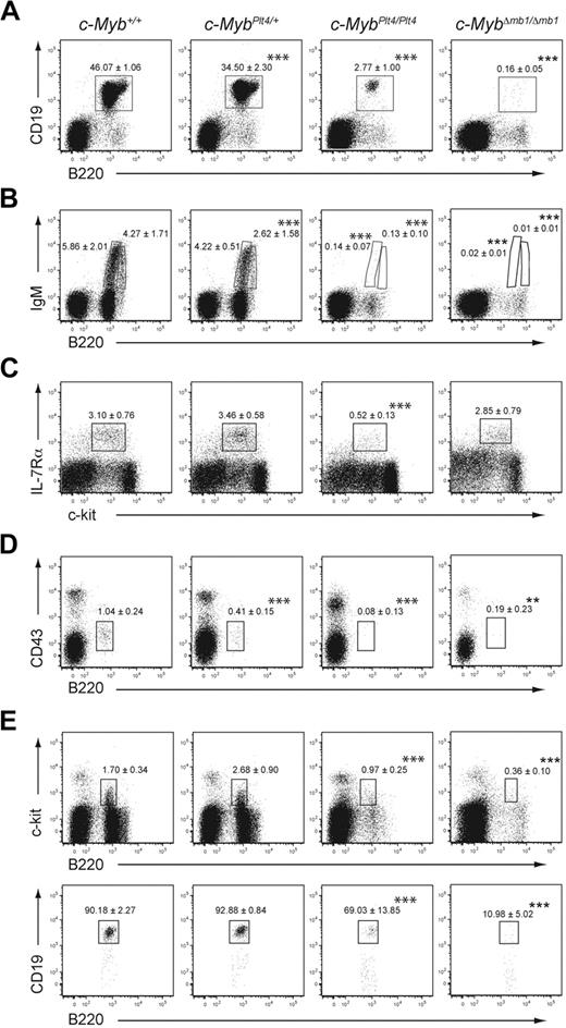 Figure 1. c-Myb is essential for B-cell development. (A-B) Flow cytometry of bone marrow of 3- to 4-week-old c-Myb+/+, c-MybPlt4/+, c-MybPlt4/Plt4, and c-MybΔmb1/Δmb1 mice. Numbers adjacent to the boxes indicate proportion of (A) total B cells (B220+CD19+) and (B) immature (B220loIgM+) and mature (B220hiIgM+) B cells among all live cells (mean ± SD of 4-10 mice per genotype). (C) Flow cytometry of density-fractionated and lineage-depleted bone marrow of 6- to 9-week-old c-Myb+/+, c-MybPlt4/+, c-MybPlt4/Plt4, and c-MybΔmb1/Δmb1 mice. CLPs were identified as Sca-1+Thy1− c-kitint IL-7Rα+; the gating strategy is available in supplemental Figures 1 and 3. Numbers in plots indicate the proportion of cells in each gated area (mean ± SD of 5-6 mice per genotype). (D-E) Flow cytometry of bone marrow of 3- to 4-week-old c-Myb+/+, c-MybPlt4/+, c-MybPlt4/Plt4, and c-MybΔmb1/Δmb1 mice. (D) Pre-pro-B cells were identified as CD19− CD11c− NK1.1− B220+CD43lo; the gating strategy is available in supplemental Figures 1 and 3. Numbers in plots indicate the proportion of cells in each gated area (mean ± SD of 4-10 mice per genotype). (E) The numbers above the boxes in the top plots indicate the proportion of pro-B cells (B220+c-kit+) among all live cells. The numbers above the boxes in the bottom plots indicate the proportion of committed B cells (CD19+) among B220+c-kit+ cells. Data are the mean ± SD of 4 to 10 mice per genotype. *P < .05; **P < .01; ***P < .001 in test group vs c-Myb+/+ cells.
