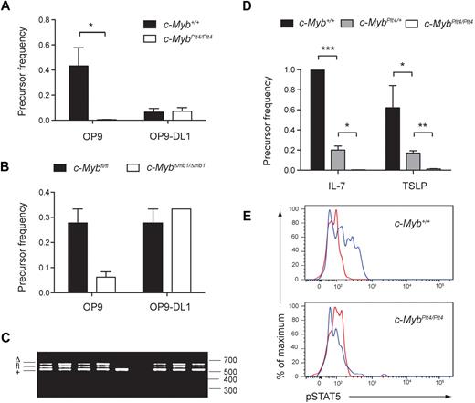 Figure 3. c-Myb is required for lymphoid progenitors to respond to IL-7 and TSLP. (A) Limiting dilution analysis of LSK cells isolated from the bone marrow of 6- to 8-week-old c-Myb+/+ and c-MybPlt4/Plt4 mice. Cultures were performed on OP9 or OP9-DL1 stromal cells in the presence of IL-7 and Flt3L. *P < .025. Data represent the mean ± SEM of 5 samples per genotype. (B) Limiting dilution analysis of CLPs isolated from the bone marrow of 6- to 9-week-old c-Myb+/+ and c-MybΔmb1/Δmb1 mice. Cultures were performed on OP9 or OP9-DL1 stromal cells in the presence of IL-7 and Flt3L. The difference in B-cell precursor frequency was not significant (P > .025), probably because of incomplete deletion of the floxed allele; see panel C. Data represent the mean ± SEM of 2 to 3 samples per genotype. (C) PCR genotyping of B-cell colonies generated from c-MybΔmb1/Δmb1 CLPs. CLPs were isolated from c-Mybfl/fl or c-MybΔ/fl mice carrying the mb1Cre allele. After 8 days of culture on OP9 stromal cells, individual B-cell colonies were harvested, and DNA was extracted for genotyping at the c-Myb locus. The deleted (Δ), floxed (fl), and wild type (+, derived from the OP9 cells) alleles are indicated. Data are representative of 26 colonies analyzed. Sizes in base pairs are indicated on the right. (D) Limiting dilution analysis of pro-B cells (B220+CD19+c-kit+) isolated from the fetal liver of c-Myb+/+, c-MybPlt4/+, and c-MybPlt4/Plt4 e15.5 to e16.5 embryos. Cultures were performed on OP9 stromal cells in the presence of either IL-7 or TSLP. *P < .025; **P < .005; ***P < .001. Data represent the mean ± SEM of 2 to 8 embryos per genotype. Only 2 small colonies were observed from c-MybPlt4/Plt4 pro-B cells stimulated with IL-7; hence, the number in the graph represents an overestimate of precursor frequency. The precursor frequency in panels A, B and D was defined as the inverse of the number of cells per well at which more than 37% of the wells lacked a colony. (E) Intracellular flow cytometry for phosphorylated STAT5 (pSTAT5) after IL-7 stimulation of c-Myb+/+ and c-MybPlt4/Plt4 bone marrow. Plots are gated on B220+CD43+ pro-B cells and are representative of 4 mice per genotype. The red line indicates cells without IL-7; the blue line indicates cells stimulated with IL-7.