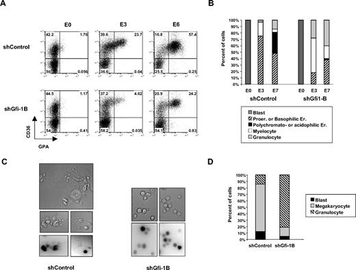 Figure 2. Terminal erythroid and megakaryocytic differentiation. (A-B) Analysis of erythroid differentiation. CD36 and GPA expression was analyzed by flow cytometry before (E0) and 3 days (E3) or 6 days (E6) after induction of erythroid differentiation of shControl- or shGfi-1B–transduced cells. Numbers in plots indicate percentage of cells within each quadrant (A). Cytology of the same cells was analyzed after May-Grunwald-Giemsa staining (B). (C-D) Analysis of megakaryocytic differentiation. Infected cells cultured in the presence of TPO and SCF were observed (C) under an Eclipse TE3200 inverted microscope (Nikon) with a 40× oil objective. Images were collected with a cooled charge-coupled device camera (CoolSNAPfx; Roper Scientific) and the Metavue Imaging system (Universal Imaging) and then analyzed with ImageJ software (National Institutes of Health), and mature megakaryocytes were counted after May-Grunwald-Giemsa staining (D). All these results are representative of more than 4 independent experiments.