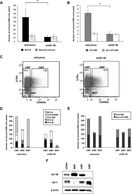 Figure 3. The MEP compartment is reduced in the absence of Gfi-1B. (A-B) Erythroid and megakaryocytic colony formation in semisolid medium. At 48 hours after retroviral infection, before induction of erythroid differentiation (E0), infected CD34+GFP+ cell populations were plated in Methocult in the presence of EPO, IL-3, IL-6, and SCF (A) or in Megacult in the presence of TPO, IL-6, and IL-3 (B). Results are from 6 independent experiments and are mean ± SD. **P < .001. (C) Comparison of the size of the 3 progenitor populations from shControl- or shGfi-1B–infected cells. CD38+CD34+GFP+ cells were separated according to their CD123 and CD45RA expression. Percentage of cells in the 3 populations was indicated in the gates. Results are representative of 3 independent experiments. (D-E) Colony readout of sorted cells from transduced cells (gates described in panel C) in Methocult (D) or in Megacult (E). Results are representative of 3 independent experiments. (F) Gfi-1B and Gfi-1 expression in CD34+, CMP, GMP, and MEP populations. Total nuclear extracts were prepared from cells of each population and analyzed by immunobloting using antibodies recognizing Gfi-1B, Gfi-1, and β-actin (as control to confirm equal protein loading).