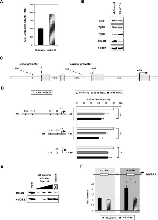 Figure 5. TGFBR3 is a target gene of Gfi-1B in MEP cells. (A-B) TGF-β receptor expression at the mRNA (A) and protein (B) levels in shControl- or shGfi-1B–transduced K562 cells. Data are expressed as the ratio between TβRIII and GAPDH mRNA; error bars represent SD of 2 experiments (A). Proteins were analyzed by Western blot with antibodies indicated on the left in panel B. (C) Schematic representation of the TGFBR3 promoter. Distal and proximal regions were shown. (D) TGFBR3 promoter activity in the absence or presence of Gfi-1B expression plasmid. Transient transfections were performed into HEK293 cells. The proximal region of the TGFBR3 promoter cloned in front of luciferase gene reporter was transfected without or with 2 different doses (125 or 250 ng) of Gfi-1B expression vectors as indicated. Luciferase activity was measured 48 hours after transfection. Results are mean ± SD of 4 experiments (x on the TGFBR3 promoter indicates AATC/GATT sequence). ***P < .001, *P = .05 determined by Student t test. (E) Gfi-1B binding to the TGFBR3 promoter. Oligo-pull down experiments were performed using K562 cell extracts and increasing concentrations of oligonucleotides corresponding to a sequence surrounding the −134 Gfi-1B binding site of the wild-type TGFBR3 proximal promoter. GATT was mutated in GACC as indicated by a cross. Results are representative of 3 independent experiments. The membrane was hybridized with HMGB2 antibody to quantify the loading and to show the specificity of the Gfi-1B binding to this region of the TGFBR3 promoter. (F) Gfi-1B binding to the TGFBR3 promoters in vivo. ChIP analyses were performed with chromatin from undifferentiated shControl- or shGfi-1B–transduced K562 cells using antibodies against Gfi-1B. Quantitative PCR was performed with primers amplifying the TGFBR3 promoter. Results are fold increase (mean ± SD) of 3 independent ChIP experiments. *P < .02 determined by Student t test.