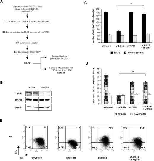 Figure 6. Rescue of erythroid and megakaryocytic differentiation by knockdown of TGFBR3 in Gfi-1B–depleted CD34+ cells. (A) Experimental protocol to test the effects of TβRIII shRNA in Gfi-1B knockdown immature primary human progenitors. CD34+ cells were amplified for 24 hours in the presence of IL-3, SCF, TPO, and FL and then infected with lentiviral vectors carrying shControl or shGfi-1B or with both of them (shGfi-1B+shΤβRΙΙΙ). The day after the second transduction, cells were selected for puromycin resistance; and after 24 hours, GFP+ cells were sorted by FACS. Then, cells were either plated in semisolid medium to determine the number of erythroid or megakaryocytic progenitors or cultured in liquid culture in the presence of EPO and SCF. (B) TβRIII shRNA efficiency in K562 cells. K562 cells were transduced with lentiviral vectors containing the TβRIII shRNA and selected in the presence of puromycin. At 48 hours after the beginning of the selection, cell lysates were prepared and subjected to Western blot analysis with a TβRIII-specific antibody. (C-D) Erythroid (C) and megakaryocytic (D) colony formation in semisolid medium. As described in Figure 3A, puromycin-resistant GFP+-infected cells were plated in Methocult in the presence of EPO, IL-3, IL-6, and SCF or in Megacult in the presence of TPO, IL-6, and IL-3. Error bars represent SD. **P < .002; n = 2 with different samples. (E) Analysis of erythroid differentiation. GPA expression was analyzed by flow cytofluorometry 5 days after induction of erythroid differentiation of shControl-, shGfi-1B-shTβRIII–, or shGfi-1B+shTβRIII–transduced cells.