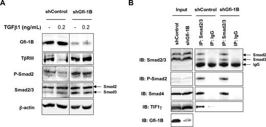 Figure 7. TGF-β signalization pathway is amplified and complex formation is modified in the absence of Gfi-1B. (A) Increase of Smad2 phosphorylation in the absence of Gfi-1B. shControl- or shGfi-1B–transduced K562 cells were stimulated or not with TGFβ1 (R&D Systems) for 1 hour. Cell lysates were prepared and analyzed by Western blotting with antibodies indicated on the left of the figure (as controls, Smad2/3 and β-actin). Three experiments with different samples were performed. (B) Complex formation with activated Smad2. Proteins from shControl- or shGfi-1B–transduced K562 cells were immunoprecipitated (IP) with an antibody against Smad2/3 (or IgG as control) and immunoblotted (IB) with antibodies recognizing Smad2/3, P-Smad2, Smad4, and TIF1-γ. Inputs are shown. These results are representative of 3 experiments with different samples.