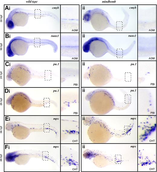 Figure 2. EMPs, but not HSCs, are specified in mib mutant embryos. Expression of the HSC transcripts cmyb in wild-type (Ai) and mib (Aii) and runx1 in wild-type (Bi) and mib (Bii) at 30 hpf. Expression of the EMP transcript pu.1 at 24 hpf in wild-type (Ci) and mib (Cii) and 26 hpf in wild-type (Di) and mib (Dii) and mpx at 36 hpf in wild-type (Ei) and mib (Eii) and 48 hpf in wild-type (Fi) and mib (Fii). Embryos are shown with anterior to the left and dorsal up. Dashed line boxes describe the embryonic regions (AGM: Ai-ii, Bi-ii; PBI: Ci-ii, Di-ii; and CHT: Ei-ii, Fi-ii) shown in magnified images to the right of each whole embryo view. Magnification: ×100 in whole embryo images; ×300 in AGM, PBI, and CHT images.