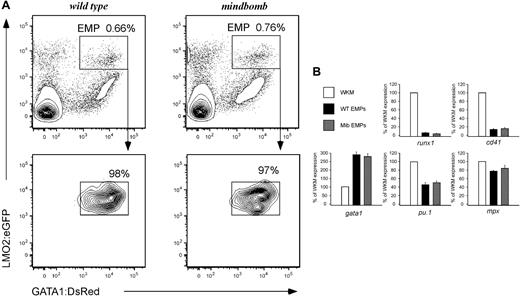 Figure 3. Lack of Notch signaling does not affect EMP number or gene expression. (A) lmo2higata1+ dual-positive cells (EMPs) are present in wild-type (top left) and mindbomb (top right) embryos at 30 hpf. EMPs (in boxed gate) are a fraction of the total live cells in the embryo at this time point. Resorting shows > 97% purity of isolated EMP populations (bottom row). (B) Gene expression of sorted 28-30 hpf WT and mib EMPs was examined by qPCR and compared with WKM as a reference. HSC (runx1), thrombocytic (cd41), erythroid (gata1), and myeloid (pu.1, mpx) transcript levels were determined. The y-axis indicates expression relative to WKM, defined as 100% in all examples. Levels reflect the average of 3 experiments; error bars represent standard deviation.