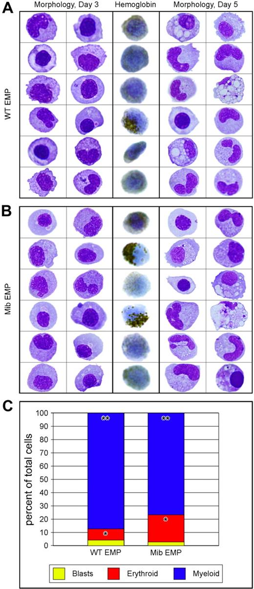 Figure 4. Similar differentiation capacity of WT and mib mutant EMPs in vitro. lmo2hi, gata1+ 30-hpf EMPs from WT and mib embryos were isolated by FACS and plated on zebrafish kidney stroma (ZKS). Samples from WT (A) and mib (B) cultured cells were cytocentrifuged and stained after 3 (3 left columns) or 5 (3 right columns) days in culture. Cells were stained for morphology with May-Grünwald/Giemsa (2 left and 2 right columns). o-Dianisidine, a chemical stain for hemoglobin, was used to assess erythroid differentiation (middle column). (C) Differential cell counts for immature blasts (yellow), erythroid (red), and myeloid (blue) cell types yielded statistically similar percentages from WT or mib EMPs (*P = .988; **P = .802). The y-axis indicates percentages of cultured cells. Levels reflect the average of 3 experiments. Statistical analyses were performed by a 2-sample, unequal-variance t test with 2-tailed distribution.