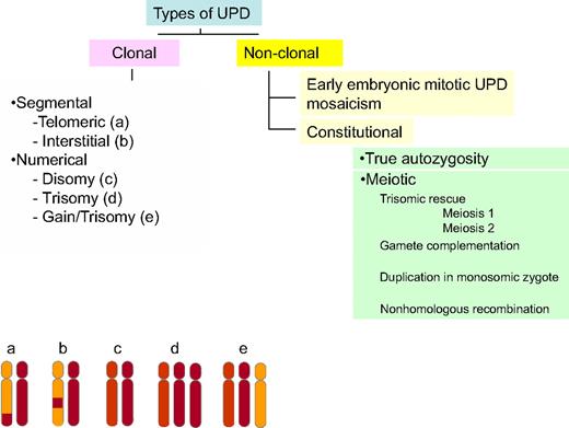 Figure 1. Classification of CN-LOH. CN-LOH can be classified by either its origin or its location. CN-LOH can have an acquired, clonal derivation or a constitutional, nonclonal derivation. Nonclonal CN-LOH can be the result of an early embryonic mitotic event, leading to mosaicism, or may be truly constitutional. This constitutional CN-LOH can arise from autozygosity or meiotic events, including trisomic rescue, gamete complementation, duplication of a monosomic chromosome in an aneuploid zygote, or nonhomologous recombination. In addition, CN-LOH can be either segmental or numerical. Segmental CN-LOH arising from one crossing over will be telomeric (a, bottom left), whereas 2 crossing-over events will lead to interstitial CN-LOH (b). CN-LOH can also involve an entire chromosome (numeric; c, d, and e).
