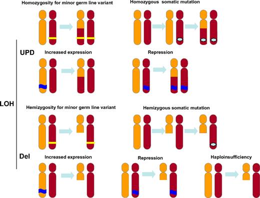 Figure 5. Pathogenic actions of LOH, both CN-LOH and deletion. CN-LOH can lead to the duplication of a disease-linked minor germline variant (top line, left) or an acquired mutation (top line, right). It can also lead to increased gene expression by the loss of a negative epigenetic mark (second line, left) or decreased gene expression by the duplication of a repressive epigenetic mark (second line, right). Deletion of chromosomal material can lead to the unveiling of a minor germline variant (third line, left) of acquired mutation (third line, right), resulting in hemizygosity. Furthermore, deletion can affect gene expression: it can lead to increased expression through loss of an imprinted allele, repression by loss of the expressed allele, or haploinsufficiency.