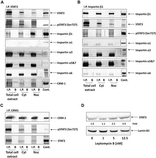 Figure 3. Serine pSTAT3 binds to the nucleocytoplasmic transport proteins importin-β1 and CRM1. Total cell, cytoplasmic (Cyt), and nuclear (Nuc) extracts were obtained from CLL cells (CLL 16 and 17), as described in “Isolation of nuclear and cytoplasmic extracts.” Whole-cell extracts, Cyt, and Nuc fractions were immunoprecipitated (I.P.) with anti-STAT3 (A), -importin-β1 (B), and -CRM1 (C) antibodies using protein A–agarose beads. Incubation with beads only (B) was used as a negative control. The immune complex was separated by SDS-PAGE and analyzed by Western immunoblotting using the indicated antibodies. Expression of STAT3, serine pSTAT3, importin-β1, importin-α1, -α3, -α6, -α5 and 7, and CRM1 in total cell extracts of CLL cells was used as a positive control. (D) Freshly isolated CLL 18 cells were incubated for 3 hours with increasing concentrations (2.5-12.5nM) of the CRM1 inhibitor leptomycin B. Nuclear extracts were fractionated and analyzed by Western immunoblotting using anti-STAT3 and antilamin B1 (nuclear protein control) antibodies. Vertical lines indicate realignment of the same gel's image.
