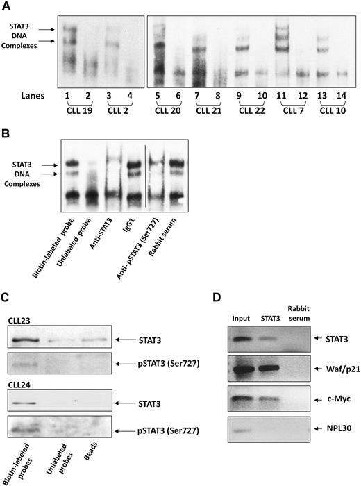 Figure 4. Serine pSTAT3 binds DNA. (A) Nuclear extracts from 7 CLL patients (CLL 2, 7, 10, and 19-22) were analyzed using EMSA, as described in “EMSA.” Binding of STAT3 to biotin-labeled DNA probes is shown (lanes 1, 3, 5, 7, 9, 11, and 13). To compete with the binding, an unlabeled STAT3 binding-site DNA probe was added to the reaction in 100 times molar excess (lanes 2, 4, 6, 8, 10, 12, and 14). The 2 STAT3-DNA complexes are marked by arrows. (B) Elimination of STAT3-DNA binding by antibodies to STAT3 or serine pSTAT3. Nuclear extract of CLL patient 9 was studied by EMSA. The assay was conducted with biotin-labeled STAT3 binding-site DNA probe (lane 1) or with unlabeled probe (lane 2), with the addition of mouse anti–human STAT3 antibodies (lane 3), mouse immunoglobulin G1 isotype control (lane 4), rabbit anti–human serine pSTAT3 (lane 5), or rabbit serum (lane 6). Vertical line indicates realignment of the gel's image. (C) Pull-down of STAT3 by biotin-labeled DNA probe. Nuclear extract from CLL 23 and 24 was incubated with biotin-labeled STAT3 binding-site DNA probe and agarose-conjugated streptavidin beads. The attached proteins were separated by SDS electrophoresis, and STAT3 and serine pSTAT3 were detected by Western blot analysis (Biotin-labeled probe). Incubation of nuclear extracts with unlabeled STAT3 binding-site DNA probes (Unlabeled probe) and agarose-conjugated streptavidin beads only (Beads) were used as negative controls. (D) ChIP assay of CLL cells. CLL cell-derived chromatin was immunoprecipitated with STAT3 or rabbit serum (control). The coimmunoprecipitated DNA was amplified by PCR using upstream promoter constructs of STAT3, waf1/p21, c-Myc, or the control gene RPL30. As shown, STAT3-regulated (STAT3, waf1/p21, and c-Myc), but not control (RPL30), genes were amplified. RPL30 as well as STAT3, waf1/p21, and c-Myc genes were detected in whole cell chromatin-extracted DNA (Input).