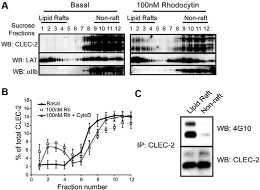 Figure 1. CLEC-2 translocates to lipid rafts upon stimulation. (A) Resting and rhodocytin-stimulated platelets were lysed in the presence of 1% Brij 58 and separated into lipid raft and nonraft fractions by sucrose gradient ultracentrifugation. The localization of CLEC-2 was determined by immunoblotting with specific antibodies. The lipid raft fractions were identified using an anti-LAT blot, and nonraft fractions were identified using an anti–integrin αIIb blot. (B) Characterization of fractions from basal and rhodocytin stimulated platelets pretreated with DMSO or 10μM cytochalasin D. Data represent the mean and standard error of 3 independent experiments. (C) CLEC-2 was immunoprecipitated from lipid raft and nonraft fractions of platelets stimulated with 100nM rhodocytin and blotted with an antiphosphotyrosine antibody. Membranes were subsequently stripped and reblotted with anti–CLEC-2. Data are representative of at least 3 independent experiments.