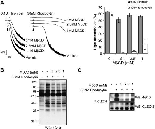 Figure 2. Lipid raft disruption by MβCD impairs CLEC-2 signaling. (A) Platelets were pretreated with indicated concentrations of MβCD and stimulated with 30nM rhodocytin or 0.1 U/mL thrombin. (Left) Representative aggregation traces are shown for control and MβCD-treated platelets. Addition of agonist is indicated by an arrowhead. The aggregation traces have been staggered. (Right) The percentage of transmittance of platelets pretreated with decreasing concentrations of MβCD-treated platelets stimulated with rhodocytin or thrombin was measured after 5 minutes. Data represent the mean and standard error of 3 independent experiments. (B) CLEC-2 was immunoprecipitated from platelets pretreated with indicated concentrations of MβCD and stimulated with vehicle or 30nM rhodocytin and blotted with an antiphosphotyrosine antibody. Membranes were subsequently stripped and reblotted with anti–CLEC-2. Data are representative of 3 independent experiments.