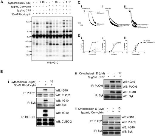 Figure 3. Platelet responses to rhodocytin are impaired upon cytochalasin D treatment. (A) Whole-cell lysates from basal or agonist-stimulated platelets preincubated with various doses of cytochalasin D were separated by SDS-PAGE, and tyrosine phosphorylation was assessed using an antiphosphotyrosine antibody. (B) Whole-cell lysates were isolated from resting or platelets stimulated with (i) rhodocytin, (ii) CRP, or (iii) convulxin, treated with or without cytochalasin D. CLEC-2, PLCγ2, and Syk were immunoprecipitated and the samples separated by SDS-PAGE and immunoblotted for CLEC-2, PLCγ2, and Syk. Their tyrosine-phosphorylated states were assessed using an antiphosphotyrosine antibody. (C) Platelets pretreated with various concentrations of cytochalasin D were stimulated with (i) 30nM rhodocytin, (ii) 3 μg/mL CRP, and (iii) 1 μg/mL convulxin. Addition of agonist is indicated by an arrowhead. Representative aggregation traces are shown for control and cytochalasin D–treated platelets. (D) Dose responses to (i) rhodocytin, (ii) CRP, and (iii) convulxin. Platelets pretreated with DMSO or 10μM cytochalasin D are shown as mean and standard error of 3 independent experiments.