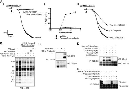 Figure 4. Role of secondary mediators in rhodocytin induced aggregation and protein phosphorylation. (Ai,iii) Platelets pretreated with or without inhibitors were stimulated with 30nM rhodocytin. Addition of agonist is indicated by an arrowhead. (ii) Dose responses to rhodocytin. Platelets pretreated with vehicle or 2 U/mL apyrase/10μM indomethacin are shown as mean and standard error of 3 independent experiments. Protein phosphorylation measurements (B-E) were performed in the presence of eptifibatide to prevent platelet aggregation. (B) Whole-cell lysates were prepared from control and rhodocytin-stimulated platelets with or without secondary mediators and indicated inhibitors. (C) CLEC-2 was immunoprecipitated from basal-, U46619/ADP-, and rhodocytin-stimulated platelet lysates, and tyrosine phosphorylation was assessed. (D) CLEC-2 was immunoprecipitated from rhodocytin-stimulated platelets pretreated with inhibitors, and tyrosine phosphorylation was assessed. (E) CLEC-2 was immunoprecipitated from rhodocytin-stimulated platelets pretreated with the indicated inhibitors with or without the addition of ADP/U46619, and tyrosine phosphorylation was assessed. Data shown are representative of 3 independent experiments.