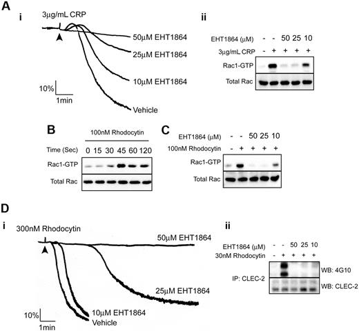 Figure 5. Role of Rac1 in rhodocytin-induced aggregation and signaling. (Ai) Platelets were pretreated with indicated amounts of EHT 1864 and platelet aggregation was measured after addition of 3 μg/mL CRP. Addition of agonist is indicated by an arrowhead. (ii) Lysates were made from platelets pretreated with indicated amounts of EHT 1864 stimulated with or without CRP. Active Rac was pulled-down with a GST-fusion protein containing the Rac binding domain of PAK1 and detected by immunoblotting for Rac. (B) Time course of Rac activation in human platelets stimulated with 100nM rhodocytin. Platelets were stimulated with rhodocytin; at the indicated times, activation was stopped by the addition of ice-cold lysis buffer. Active Rac was pulled-down and detected by immunoblotting for Rac. (C) Lysates were made from platelets pretreated with indicated amounts of EHT 1864 and stimulated with or without rhodocytin. Active Rac was pulled-down and detected by immunoblotting for Rac. (D) Platelets pretreated with decreasing concentrations of EHT 1864 were stimulated with 300nM rhodocytin. (i) Aggregation traces are shown for control and EHT 1864–treated platelets stimulated with 300nM rhodocytin. (ii) CLEC-2 was immunoprecipitated from platelets pretreated with indicated concentrations of EHT 1864 and stimulated with vehicle or 30nM rhodocytin and blotted with an antiphosphotyrosine antibody. Membranes were subsequently stripped and reblotted with anti–CLEC-2. Data are representative of 3 independent experiments.
