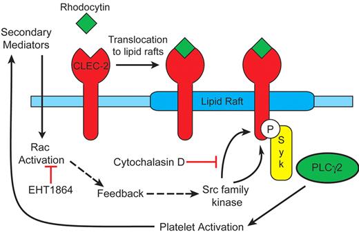 Figure 7. Model for CLEC-2 signaling. Our observations support the following model: (1) CLEC-2 translocates to lipid rafts independently of Src kinases, actin polymerization and release of ADP and TxA2; (2) Src kinase phosphorylation of CLEC-2 occurs in lipids rafts; (3) CLEC-2 tyrosine phosphorylation is dependent on actin polymerization; (4) tyrosine phosphorylation of CLEC-2 and downstream signaling events are reinforced by generation of the second mediators ADP and TxA2, which in turn activate Rac.