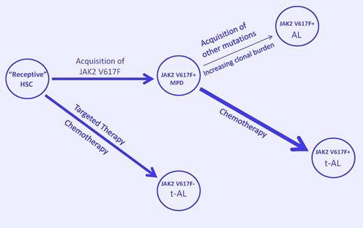 A model to explain JAK2V617F-positive and -negative leukemic transformation in the myeloproliferative disorders. Acquisition of JAK2V617F by a receptive hematopoietic stem cell (HSC) results in a myeloproliferative disorder (MPD). Acquisition of additional mutations due to genetic instability in the expanding clonal cell population favors spontaneous acute leukemia (AL). Exposure to chemotherapeutic agents that damage DNA but prevent its repair (such as HU) favors the emergence of a clonal constituent that is TP53-independent, can bypass normal replication checkpoints, and continues to acquire genetic damage until it transforms (t-AL). Alternatively, inhibition of more robust members of the dominant clone by chemotherapy may allow a less robust and more unstable clone to dominate. Finally, selective suppression of the JAK V617F-positive clone by targeted therapy or chemotherapy could lead to selection of a member of the “receptive” ancestral clone or transform it, leading to JAK2V617F-negative AL or t-AL. (Arrow width indicates event probability; arrow length, the time to transformation.)
