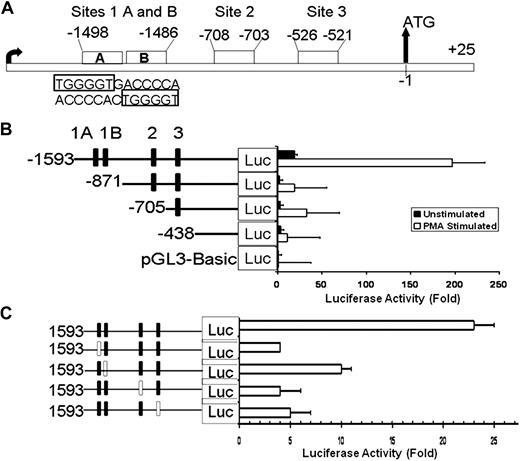 Figure 2. Luciferase reporter studies on ALOX12 promoter in PMA-treated HEL cells. (A) Schema showing 5′ upstream region of ALOX12 gene with 4 RUNX1 consensus sites. (B) Effect of 5′ sequential truncation of ALOX12 promoter region on expression of luciferase reporter in untreated (■) and PMA-treated (□) HEL cells. Fold increase in luciferase activity was measured as ratio of control vector to luciferase vectors carrying various lengths of promoter and normalized to Renilla luciferase constructs. Data are mean ± SEM of 3 experiments. (C) Effect of disruption of individual RUNX1 sites on ALOX12 expression. Each RUNX1 site was disrupted sequentially by introducing point mutations (□ boxes) in RUNX1-binding sites. Data are mean of 3 experiments.
