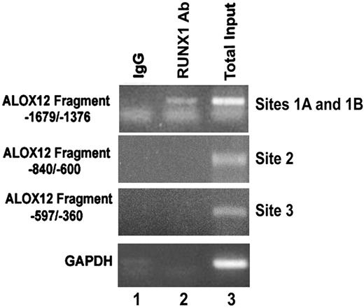 Figure 5. Binding of RUNX1 to ALOX12 promoter region in vivo. ChIP using control IgG (column 1) and RUNX1 antibody (column 2). Column 3 shows PCR of total input DNA. Data are PCR amplification of ALOX12 promoter regions encompassing sites 1A and 1B (−1679/−1376 nt), site 2 (−840/−600 nt), site 3 (−597/−360 nt), and glyceraldehyde-3-phosphate dehydrogenase.