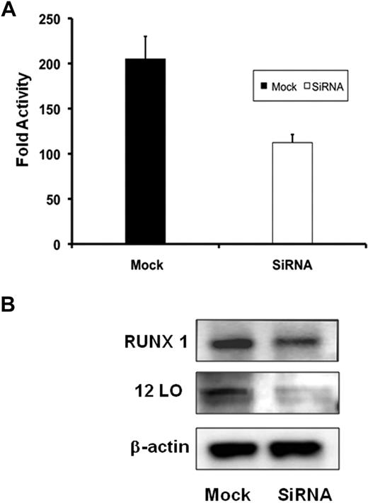 Figure 6. Effect of siRNA RUNX1 knock down on ALOX12 promoter activity and protein. (A) Effect on ALOX12 promoter activity. HEL cells were cotransfected with RUNX1 or mock siRNA and ALOX12 luciferase-reporter construct (−1593/−1). Bar graphs represent activity as mean ± SD of 3 experiments. (B) Western blotting analysis of RUNX1, 12-LO, and actin in HEL cells transfected with mock or RUNX1 siRNA. Data are representative of 3 experiments.
