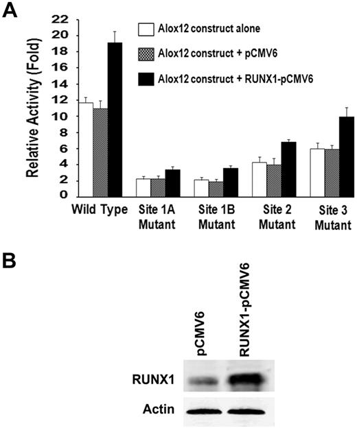 Figure 7. Effect of transient overexpression of RUNX1 on ALOX12 promoter activity. (A) Effect on ALOX12 promoter activity. HEL cells were cotransfected with RUNX1-pCMV6 expression vector (■), empty pCMV6 vector (), or neither (□), along with ALOX12 luciferase-reporter construct (−1593/−1), wild-type, or with mutations in sites 1A, 1B, 2, or 3. Reporter activity was measured at 48 hours. Bar graphs represent activity as mean ± SD of 3 experiments. (B) Western blotting analysis of RUNX1 and actin (control) in HEL cells transfected with pCMV6 vector alone or with RUNX1-pCMV6 vector.