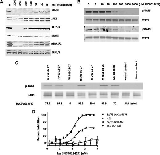 Figure 1. INCB018424 potently and selectively inhibits JAK2V617F-mediated signaling and proliferation. Ba/F3-EpoR-JAK2V617F (A) or HEL (B) cells were treated with increasing concentrations of INCB018424 for 2.5 hours, and extracts from these cells were subjected to immunoblot analysis for phosphorylated (p) or total forms of proteins associated with the JAK/STAT signaling pathway. JAK1 phosphorylation was assessed in primary MF patient samples (C) by immunobloting after immunoprecipitation of total JAK1. The numbers below describe the mutant JAK2V617F allele burden in patient samples. The effect of INCB018424 on viable cell number (D) was assessed after a 48-hour treatment period in cells expressing JAK2V617F (Ba/F3-EpoR-JAK2V617F and HEL) or, to confirm the selective nature of INCB018424, BCR-ABL (TF-1-BCR-ABL and Ba/F3-BCR-ABL).