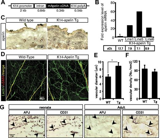 Figure 1. Transgenic overexpression of apelin induces larger blood vessels. (A) Schematic representation of the K14-apelin expression cassette. (B) Quantitative real-time PCR analysis of apelin mRNA in the ear skin from 3-day-old WT mice and animals from 3 different founder lines of K14-apelin Tg mice. Threshold values for target genes normalized against the level of GAPDH (dCt) are shown under the graph. (C) Immunohistochemical staining of apelin expression in the dorsal skin sections from 6-week-old WT or K14-apelin Tg mice. Positive reactions are revealed by purple coloration. (D) Comparison of blood vessels in lectin-stained whole mounts of ear skin from 8-week-old WT or K14-apelin Tg mice. ECs were stained by perfusion of FITC-conjugated isolectin (green), and mural cells were stained with anti-αsmooth muscle actin (α-SMA) antibody (red). (E-F) Quantitative evaluation of the vascular diameter (E) and vascular density (F) of capillaries in the dermis from WT and K14-apelin Tg mice. Data were obtained by counting 5 random fields from 5 different mice (total 25 fields). *P < .01. (G) Immunohistochemical staining of APJ expression in the dorsal skin serial sections from 2-day-old (neonate) or 8-week-old (adult) mice. Blood vessels were detected by immunohistochemical staining with anti-CD31 Ab. Positive reactions are visualized as a purple coloration.
