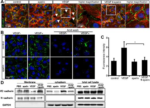 Figure 6. Apelin inhibits VEGF-mediated hyperpermeability. (A) Effect of apelin on VE-cadherin–mediated endothelial junctions. VE-cadherin expression was studied in HUVEC monolayers. HUVECs cultured with or without pretreatment with apelin for 10 minutes were stimulated with VEGF (20 ng/mL) for 10 minutes. F-actin (red) and VE-cadherin (VE-cad.; green) staining is shown. Arrowheads indicate the gaps between adjacent ECs and lack of VE-cadherin. Nuclei were labeled with TOPRO-3 (TOP.; blue). (B) Suppression of VEGF-mediated VE-cadherin internalization by apelin. HUVEC cell surface VE-cadherin labeled by anti–VE-cadherin antibody and stimulated with VEGF (20 ng/mL) in the presence (apelin) or absence (control) of apelin (100 ng/mL). VE-cadherin internalization was visualized in fixed cells using secondary fluorescent antibodies (green). To confirm the internalization of VE-cadherin, cell surface bound VE-cadherin antibodies were removed by a mild acid wash before fixation (right 2 lines of images). Nuclei were labeled with TOPRO-3 (blue). (C) The internalization of endogenous VE-cadherin (in the right 2 lines of panel B) was quantified by the fluorescence intensity of secondary antibodies per cell. *P < .01. (D) Western blot analysis of cell surface and cytoplasmic VE-cadherin protein on HUVECs that had been stimulated with VEGF (20 ng/mL) and/or apelin (100 ng/mL) for 20 minutes. The purity of cytoplasmic protein was confirmed by the lack of expression of the cell surface protein N-cadherin. GAPDH expression was analyzed as a control for an unrelated intracellular protein.