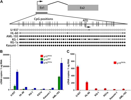 Figure 1. p15INK4b DNA methylation and expression in AML cell lines used in study. (A) Bisulfite sequencing of the p15INK4b exon 1 CpG island. Filled circles represent percentage of DNA methylation at CpG positions from 10 independently sequenced clones (● represents ≥ 50% methylcytosine; , 10%-49% methylcytosine). (B-C) Quantitative reverse-transcriptase (RT)–PCR analysis of p15INK4b, p14ARF, and p16INK4a expression in AML cell lines. Copies of cDNA per 100 ng of total RNA were calculated from a plasmid DNA standard curve and represent the averages of 3 independent experiments with error bars of SD.