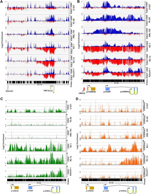 Figure 2. Distribution of H3K4me3, H3K27me3, and EZH2 at INK4b-ARF-INK4a differs in AML cell lines with DNA methylation. ChIP-on-chip analysis of enrichment of H3K4me3 (blue), H3K27me3 (red) on chromosome 9: 21800000 to 22450000 (A) and chromosome 9: 21953000 to 22003000 (B) in AML cell lines. Top axis represents H3K4me3; and bottom axis, H3K27me3. Enrichment of EZH2 (green; C) and H3K9me3 (orange; D) at the INK4b-ARF-INK4a region in AML cell lines. Normalized enrichment data (IP/input) are plotted on a log 2 scale.