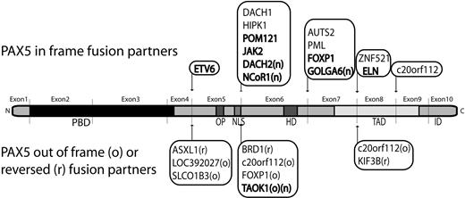 Figure 3. 3′-PAX5 fusion partners in B-ALL. Partners previously described (references in supplemental Table 5) and detected in our series are indicated in bold, new PAX5 fusion partners are highlighted with an “n.” In-frame PAX5 fusions are indicated on the upper side. Fusion partners in reverse orientation (r) or out-of-frame fusion (o), leading to PAX5 predictive truncated protein are indicated on the lower side. PBD, OP, NLS, homeodomain (HD), transactivation domain (TAD), and inhibitory domain (ID) are shown.