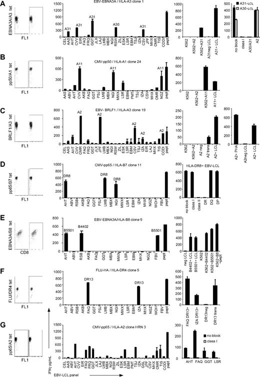 Figure 2. Allo-HLA reactivity of virus-specific T-cell clones. Forty-one virus-specific T-cell clones, of which 7 are shown in this figure, were stimulated with a panel of EBV-LCLs for 18 hours, and IFNγ production was measured by ELISA. (A) The EBV-EBNA3A/HLA-A3–specific T-cell clone 1 exhibited alloreactivity against all EBV-LCLs expressing HLA-A*3101 and 1 EBV-LCL expressing HLA-A*3001. To confirm allo–HLA-A*3101 reactivity, clone 1 was tested against K562 cells (K562), K562 cells transduced with HLA-A*0201 (K562+A2), K562 cells transfected with HLA-A*3101 (K562+A31), and HLA-A*3101–negative (A31neg LCL) and HLA-A*3101–positive (A31+LCL) EBV-LCLs. To confirm the reactivity against HLA-A*3001, the clone was tested against 3 HLA-A*3001+ EBV-LCLs, of which 1 is shown, and 1 HLA-A*3101+ EBV-LCLs with or without blocking mAbs directed against HLA class I, HLA-A30/A31, and HLA-A2. (B) The CMV-pp50/HLA-A1–specific T-cell clone 24 exhibited alloreactivity against all HLA-A*1101–expressing EBV-LCLs. To confirm allo–HLA-A*1101 reactivity, clone 24 was tested against K562 cells (K562), K562 cells transduced with HLA-A*0201 (K562+A2), K562 cells transduced with HLA-A*1101 (K562+A11), and HLA-A*1101–positive EBV-LCLs (A11+LCL). (C) The EBV-BRLF1/HLA-A3–specific clone 19 exerted alloreactivity against all HLA-A0201+ EBV-LCLs. This T-cell clone did not recognize K562 transduced with HLA-A*0201 (K562+A2). To confirm allo–HLA-A*0201 reactivity, clone 19 was tested against untransduced HLA-A*0201–negative EBV-LCLs (HLA-A2neg LCL) or transduced with HLA-A*0201 (A2 trans), and HLA-A*0201–positive EBV-LCLs (A2+LCL). To investigate whether this clone recognized an EBV-derived peptide in the context of HLA-A*0201, the clone was tested against HLA-A*0201+ PHA blasts and HLA-A*0201–positive and –negative EBV-LCLs as controls. (D) The CMV-pp65/HLA-B7–specific T-cell clone 11 exhibited reactivity against all 3 HLA-DRB1*0801+ EBV-LCLs. To confirm allo–HLA-DRB1*0801 reactivity, clone 11 was tested against the 3 HLA-DRB1*0801+ EBV-LCLs, of which 1 is shown, in the presence of either no blocking mAbs (no block) or anti–HLA class I (class I), anti–HLA class II (class II), anti–HLA-DR (DR), anti–HLA-DR (DQ), and anti–HLA-DR (DP) blocking mAbs. (E) The EBV-EBNA3A/HLA-B8–specific T-cell clone 9 exhibited alloreactivity against all EBV-LCLs expressing either HLA-B*4402 or HLA-B*5501. To confirm HLA-B*4402 and HLA-B*5501 cross-reactivity, clone 9 was tested against K562 cells (K562), or K562 cells transfected with HLA-B*4402 (K562+B4402) or HLA-B*5501 (K562+B5501). As controls, clone 9 was tested against HLA-B*4402– and HLA-B*5501–negative EBV-LCLs (neg LCL), HLA-B*4402+ EBV-LCLs (B4402+LCL), HLA-B*5501+ EBV-LCLs (B5501+LCL), or HLA-B*0801+ K562 loaded with viral peptide (K562+B8+pept). (F) The Flu-HA/HLA-DR4–specific clone 5 recognized all HLA-DRB1*1301+ EBV-LCLs. To confirm allo–HLA-DRB1*1301 reactivity, clone 5 was tested against HLA-DRB1*1301+ EBV-LCLs (FAQ DR13+ and IZA DR13+) as well as HLA-DR13–negative EBV-LCLs nontransduced (DR13 neg) or transduced with HLA-DRB1*1301 (DR13 trans). (G) The CMV-pp65/HLA-A2–specific clone HRN 3 recognized EBV-LCLs that did not share 1 particular allo-HLA molecule. To investigate whether this reactivity was based on allo-HLA recognition, the clone was tested against 4 of the recognized EBV-LCLs with and without blocking mAb directed against HLA class I. Experiments were performed in duplicate, mean values are shown ± SD.