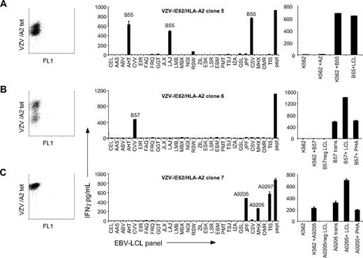 Figure 3. Variable allo-HLA recognition by T-cell clones with the same specificity but different TCR Vβ usage. To investigate whether virus-specific T cells sharing the same antigen specificity but expressing different TCRs exert the same allo-HLA reactivity, 3 VZV-IE62/HLA-A2–specific T-cell clones expressing different TCRs were stimulated for 18 hours with a panel of EBV-LCLs and IFNγ production was measured by ELISA. (A) VZV clone 5 showed alloreactivity against all HLA-B*5501+ EBV-LCLs. To confirm allo–HLA-B*5501 reactivity, the clone was tested against K562 cells (K562), K562 cells transduced with HLA-A*0201 (K562+A2), K562 cells transduced with HLA-B*5501 (K562+B55), and HLA-B55+ EBV-LCLs (B55+LCL). (B) VZV clone 6 was alloreactive against the HLA-B*5701+ EBV-LCLs. Clone 6 did not show reactivity against K562 cells transduced with HLA-B*5701 (K562+B57). To confirm allo–HLA-B*5701 reactivity, clone 6 was tested against HLA-B*5701–negative EBV-LCLs (HLA-B57neg LCL) or transduced with HLA-B*5701 (B57 trans), HLA-B*5701+ EBV-LCLs (B57+LCL), and HLA-B*5701+ PHA blasts (B57+PHA). (C) VZV clone 7 exhibited cross-reactivity against all HLA-A*0205+ and HLA-A*0207+ EBV-LCLs. Allo–HLA-A*0205 reactivity was confirmed by testing the clone against K562 cells (K562), K562 transduced with HLA-HLA-A*0205 (K562+HLA-A0205), HLA-A*0205–negative EBV-LCLs (HLA-A0205neg LCL), or these EBV-LCLs transduced with HLA-A*0205 (A0205 trans), HLA-A*0205+ EBV-LCLs (A0205+LCL), and HLA-A*0205+ PHA blasts (A0205+PHA). The results demonstrate that virus-specific T cells with the same antigen specificity, but with different TCR usage, exert alloreactivity against different HLA molecules. Experiments were performed in duplicate, mean values are shown ± SD.