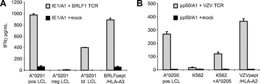 Figure 5. One TCR complex mediates both virus specificity and allo-HLA reactivity. To exclude that allo-HLA reactivity was mediated via another TCR than the virus-specific TCR, the TCR of 2 representative clones was transferred to T cells with a different specificity. (A) IE1/A1-specific T cells transduced with viral vectors encoding for the TCR of BRLF1/A3-specific clone 19 (IE1/A1+BRLF1 TCR) and IE1/A1-specific T cells transduced with a mock viral vector (IE1/A1+mock) were tested for allo–HLA-A*0201 reactivity against HLA-A*0201–positive EBV-LCLs (A*0201 pos LCLs), HLA-A*0201–negative EBV-LCLs (A*0201 neg LCLs), and HLA-A*0201–negative EBV-LCLs transduced with HLA-A*0201 (A*0201 td LCLs) and for BRLF1 specificity against BRLF1 peptide–loaded HLA-A*0301–positive EBV-LCLs (BRLF1pept /HLA-A3). (B) Pp50/A1-specific T cells transduced with viral vectors encoding for the TCR of VZV clone 7 (pp50/A1+VZV TCR) and pp50-specific T cells transduced with a mock viral vector (pp50/A1+mock) were tested for allo–HLA-A*0205 reactivity against HLA-A*0205–positive EBV-LCLs (A*0205 pos LCLs), K562 cells (K562), and K562 cells transduced with HLA-A*0205 (K562+A*0205) and for VZV specificity against VZV-IE62 peptide–loaded HLA-A*0201–positive EBV-LCLs (VZVpept/HLA-A2). The results demonstrate that virus specificity and allo-HLA reactivity exerted by virus-specific T cells were mediated by 1 TCR complex. Experiments are shown in duplicate, mean values are shown ± SD.